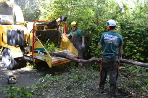 tree services Richmond